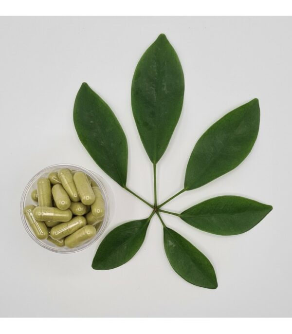 MORINGA 200 gélules